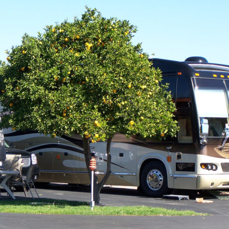 RVs parked among orange trees at full-service RV park in Orange, CA