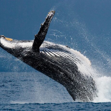People watching a whale surface near a tour boat off the California coast